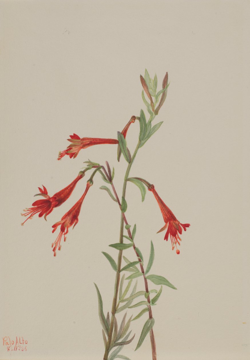 California Fuschia Zauschneria californica, 1936. av Mary Vaux Walcott