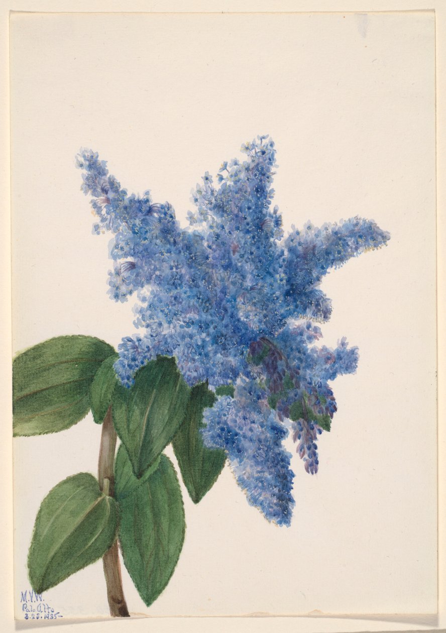  av Mary Vaux Walcott
