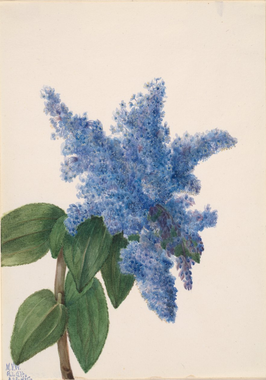 California Lilac Ceanothus thyrsiflorus, 1935. av Mary Vaux Walcott