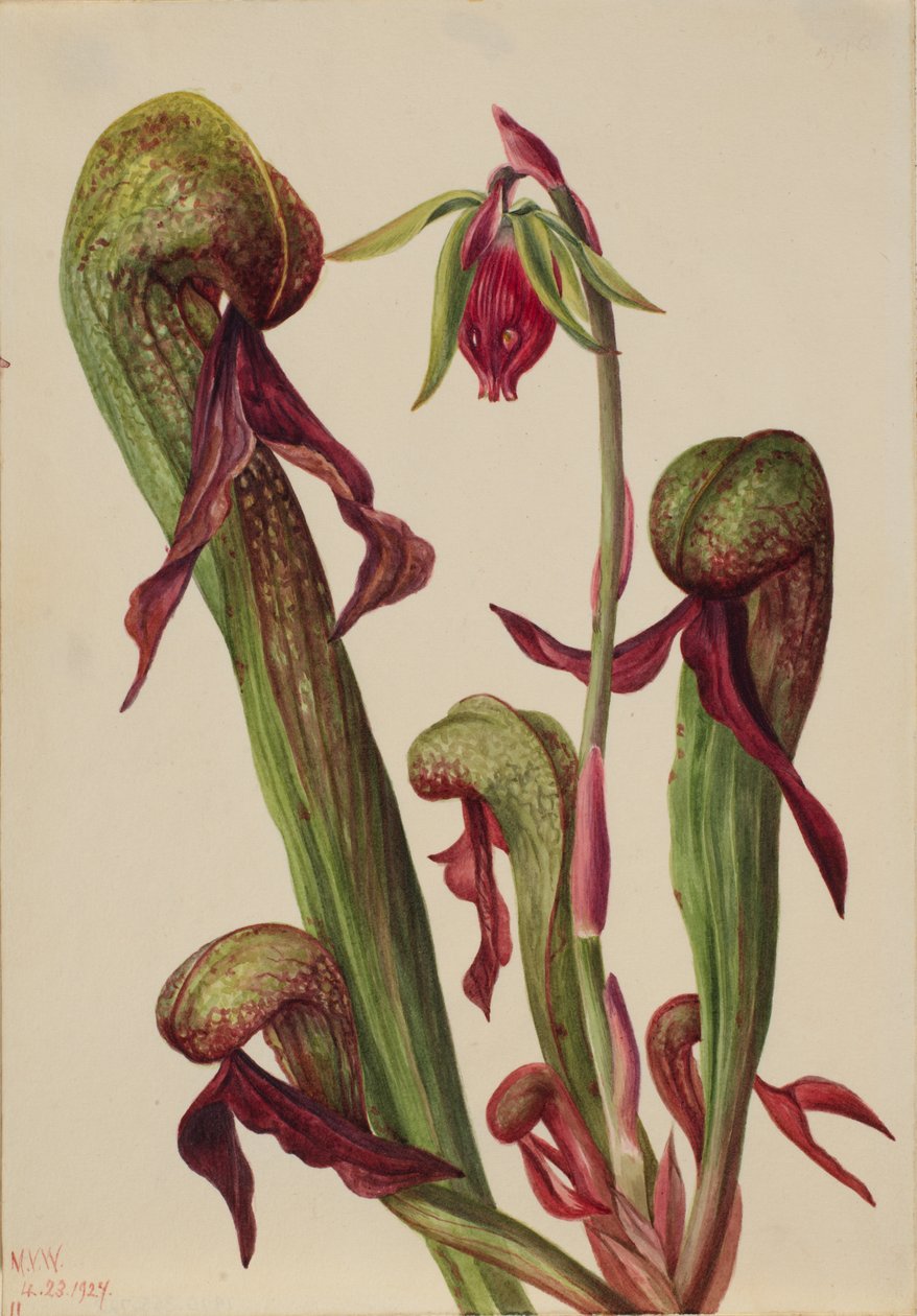 California Pitcherplant Chrysamphora californica, 1924. av Mary Vaux Walcott
