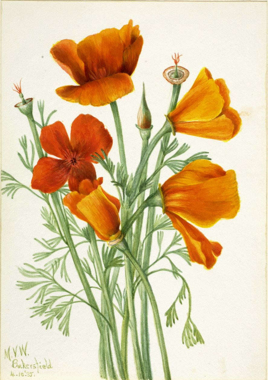  av Mary Vaux Walcott