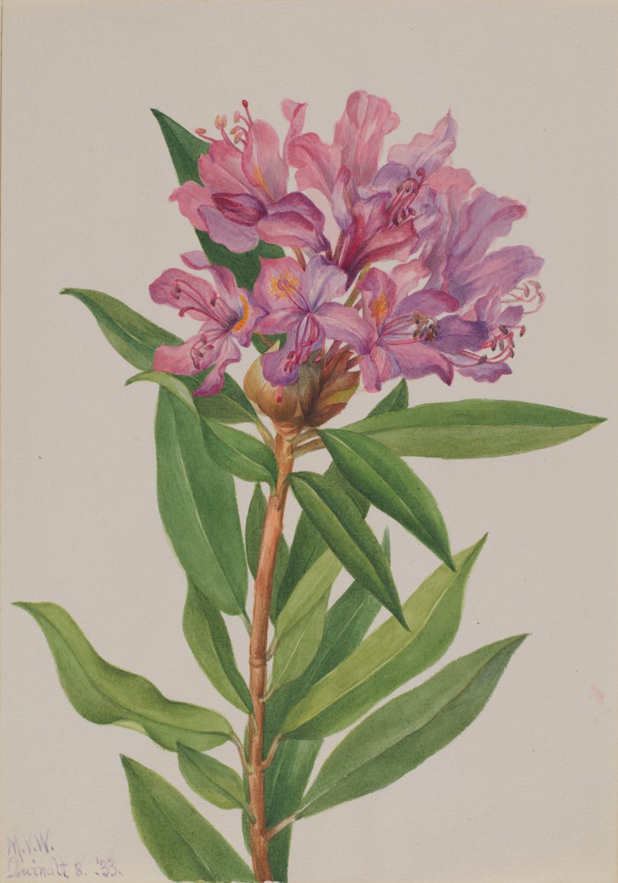  av Mary Vaux Walcott