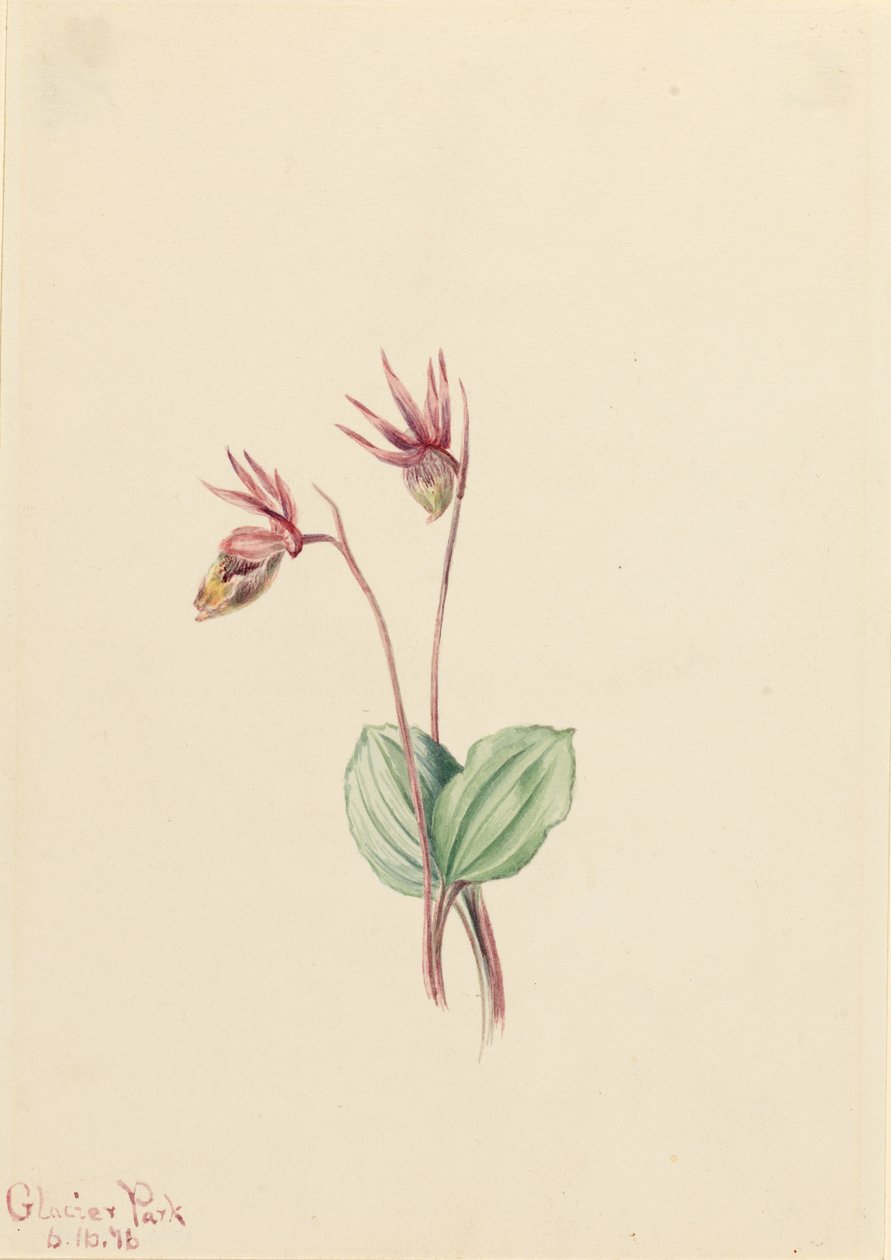  av Mary Vaux Walcott