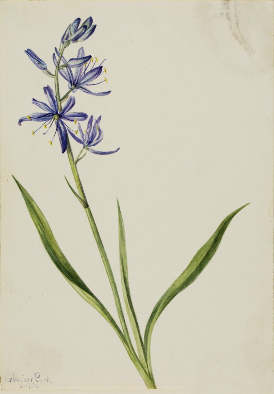  av Mary Vaux Walcott