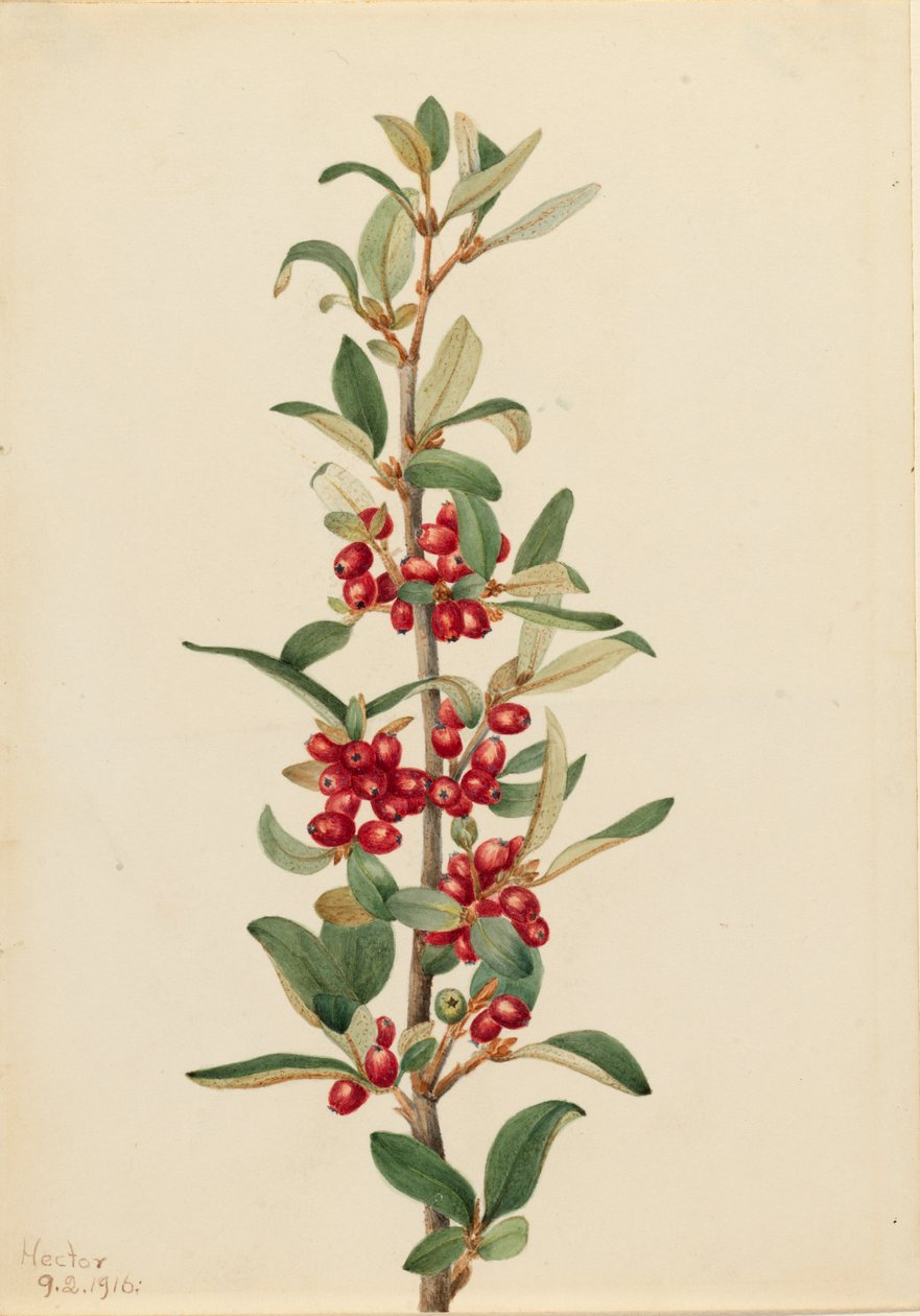 Canada Buffaloberry Lepargyrea canadensis, 1916. av Mary Vaux Walcott