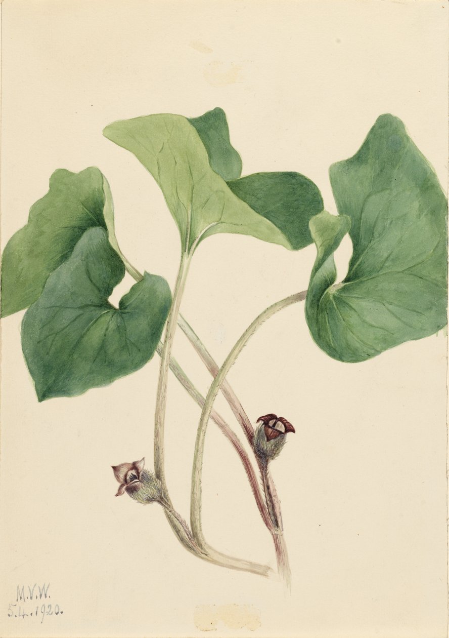  av Mary Vaux Walcott