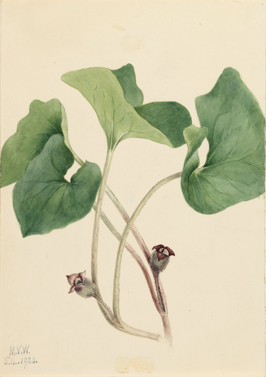 Canada Wild Ginger Asarum canadense, 1920. av Mary Vaux Walcott