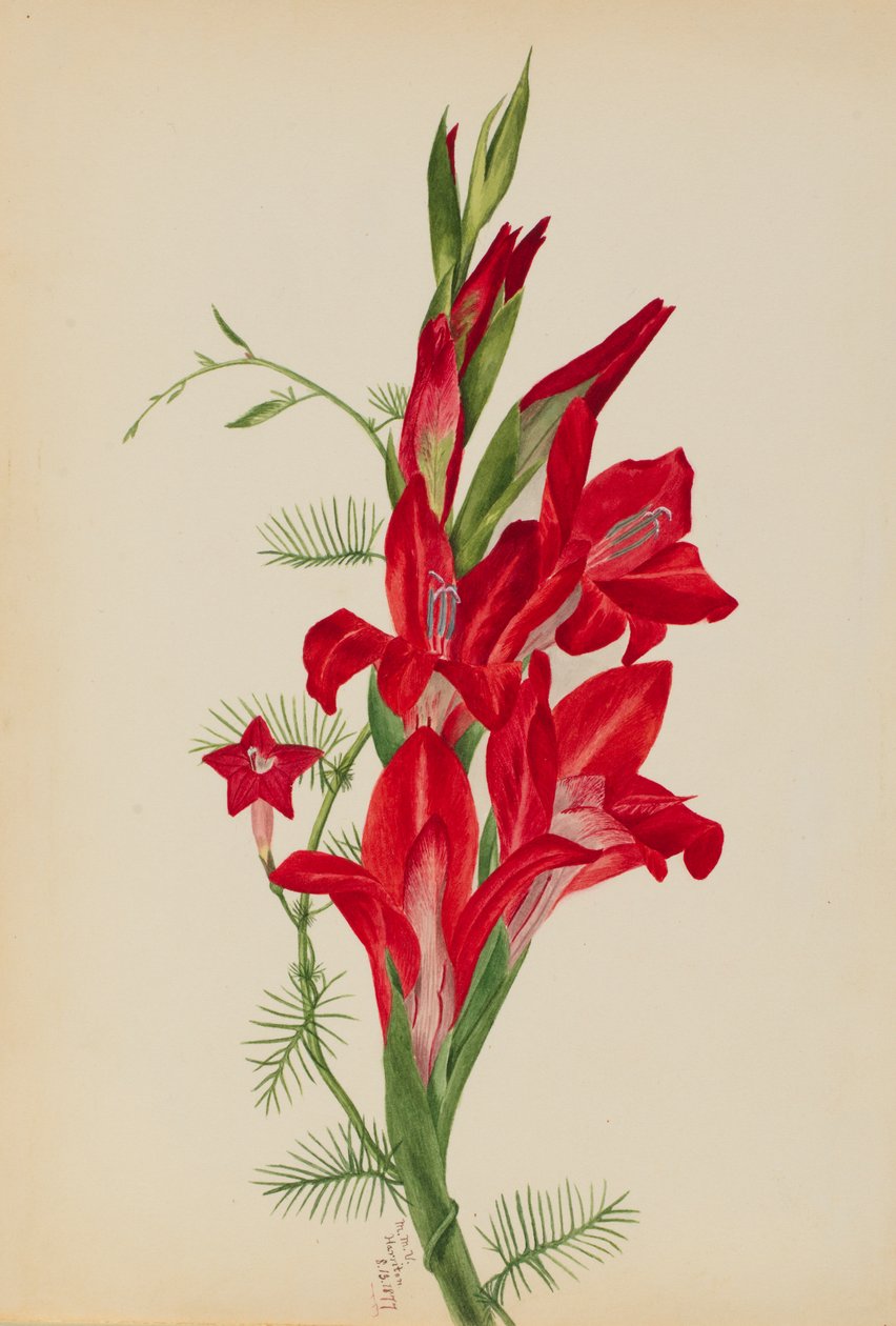 Cannas og Cypress Vine Canna-arter og Ipomoea quamoclit, 1877. av Mary Vaux Walcott