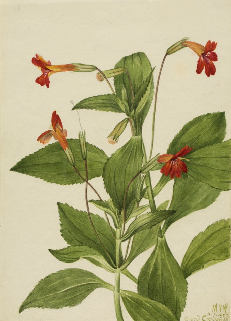  av Mary Vaux Walcott