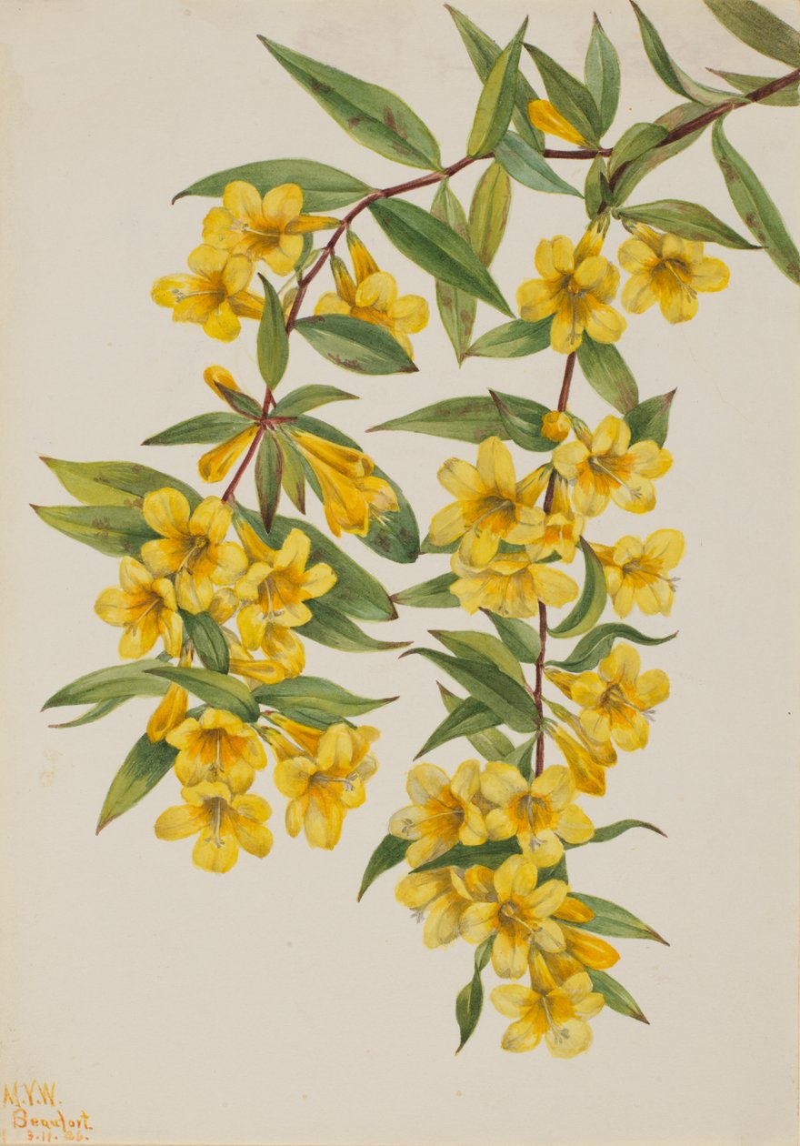Carolina Jessamine Evergreen Jasmine, 1926 av Mary Vaux Walcott
