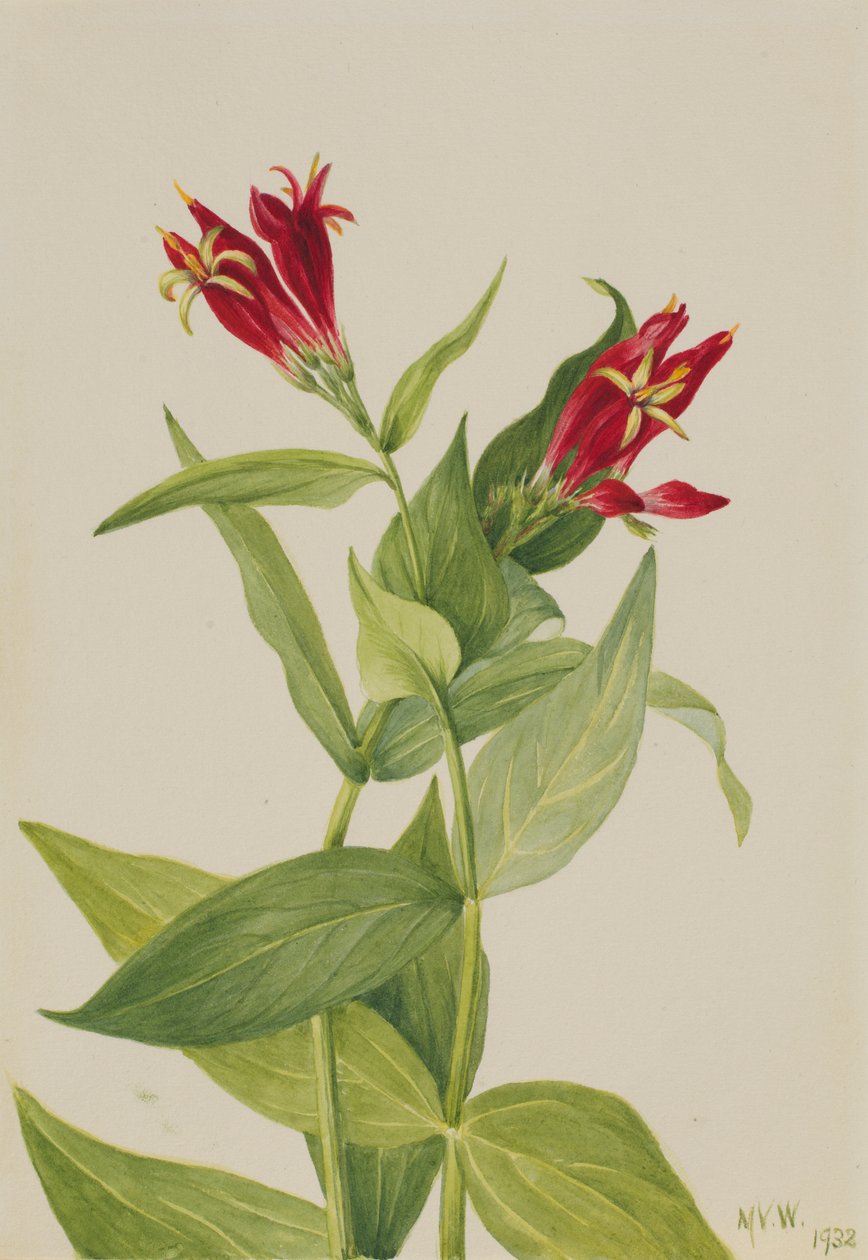  av Mary Vaux Walcott