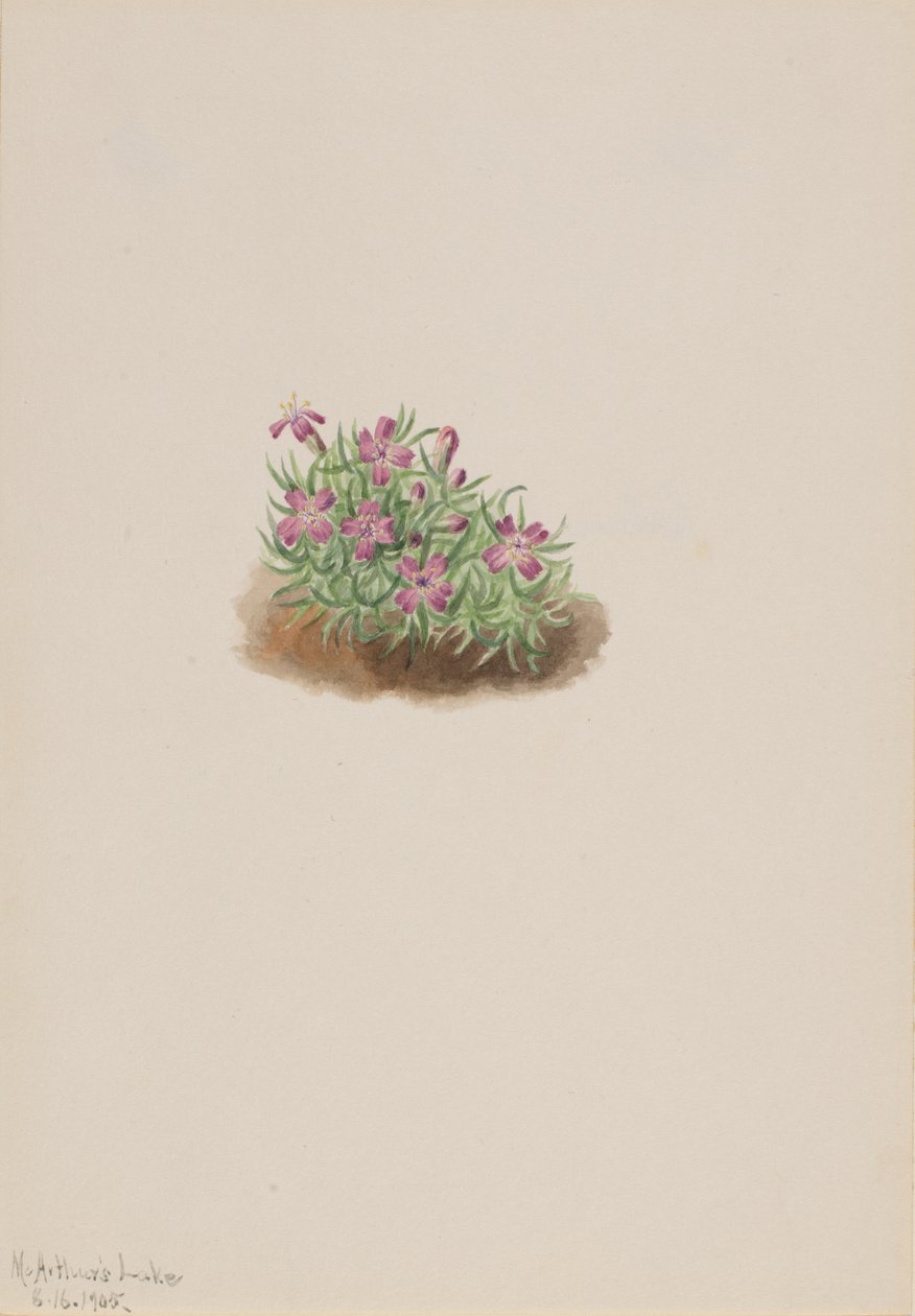 Teppe rosa Silene acaulis, 1905. av Mary Vaux Walcott