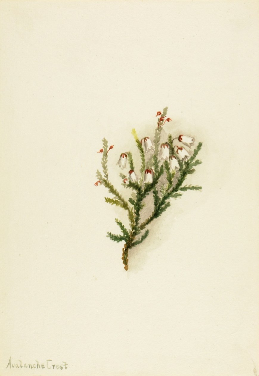  av Mary Vaux Walcott