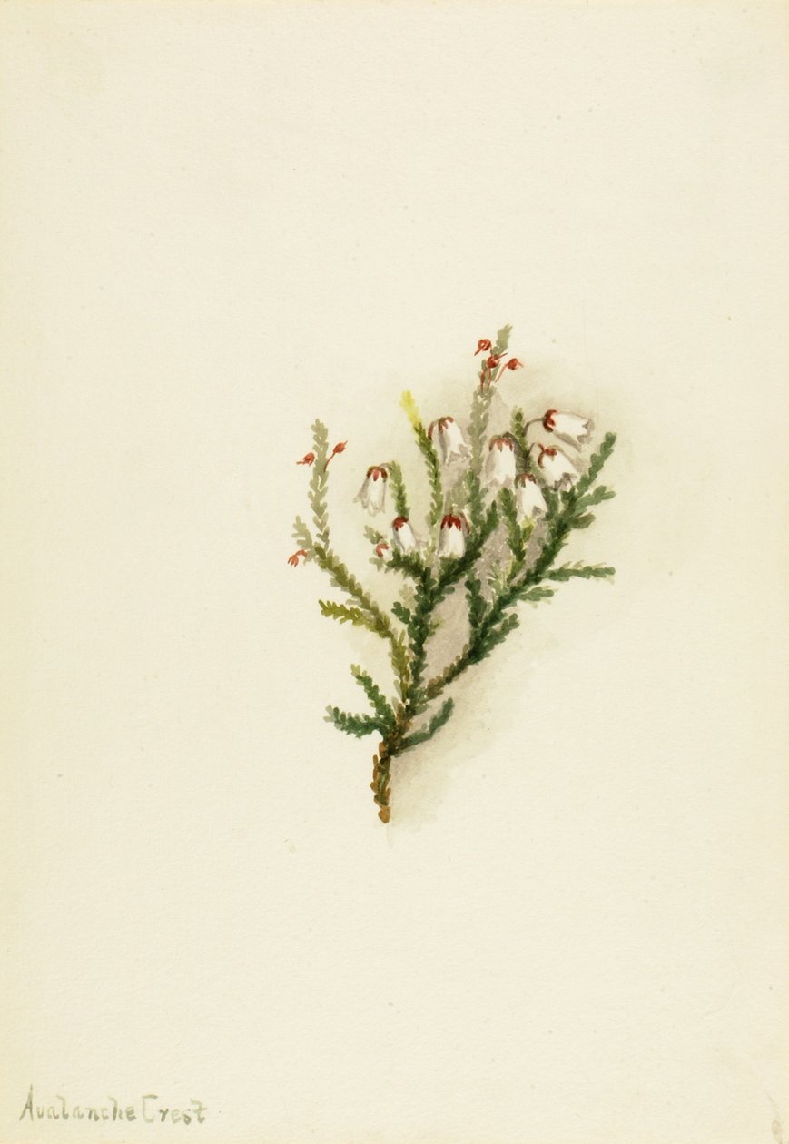 Cassiope Cassiope mertensiana, ca. 1900-1905. av Mary Vaux Walcott
