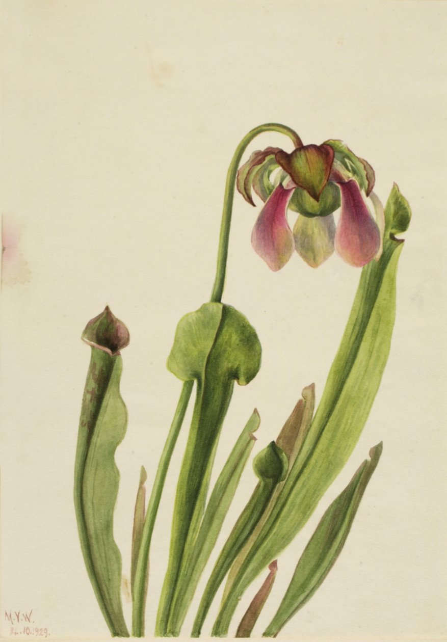 Catesby Pitcherplant Sarracenia catesaei, 1929. av Mary Vaux Walcott