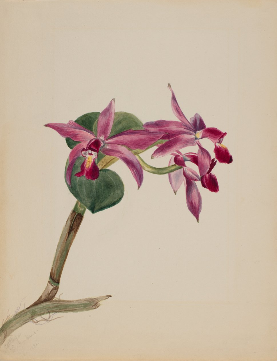  av Mary Vaux Walcott