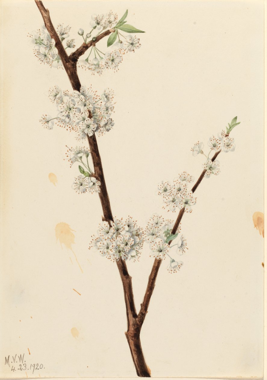  av Mary Vaux Walcott
