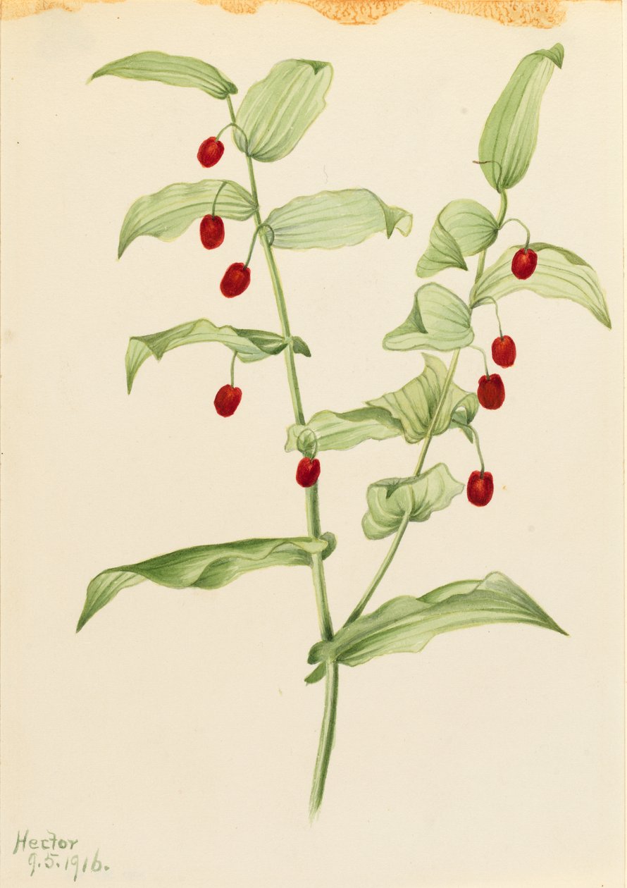  av Mary Vaux Walcott