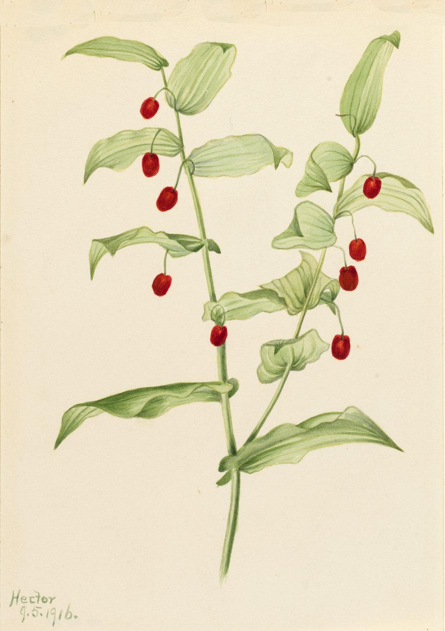 Spennende vridd stilk Streptopus amplexifolius, 1916. av Mary Vaux Walcott