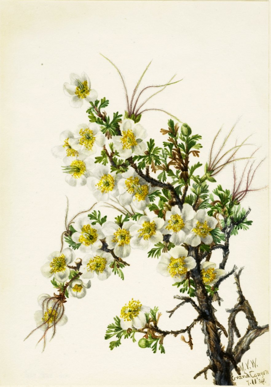 Cliffrose Cowania stansburiana, 1934. av Mary Vaux Walcott