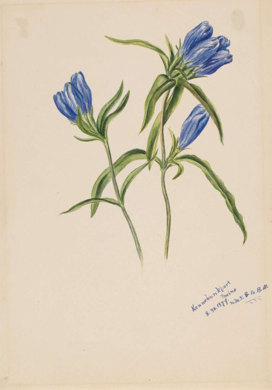  av Mary Vaux Walcott