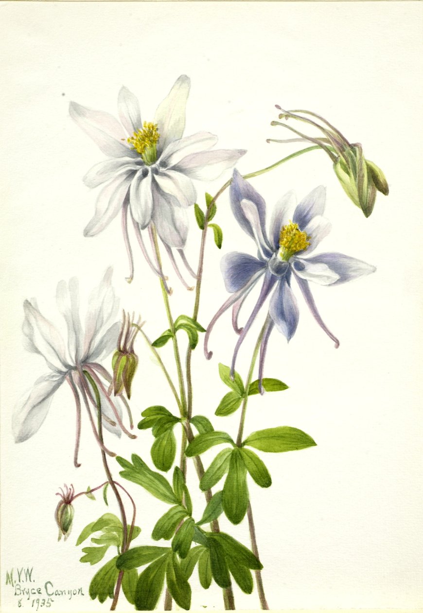  av Mary Vaux Walcott
