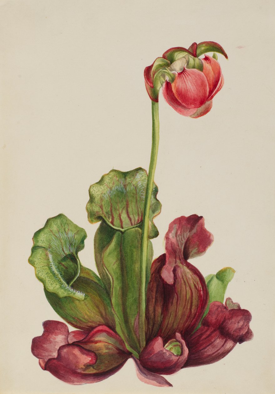  av Mary Vaux Walcott