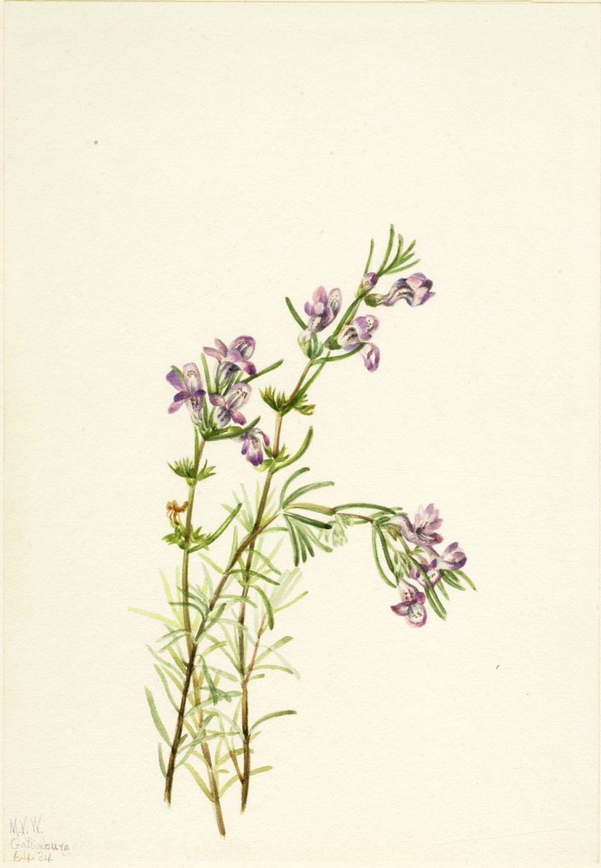 Conradina verticillata, 1934. av Mary Vaux Walcott