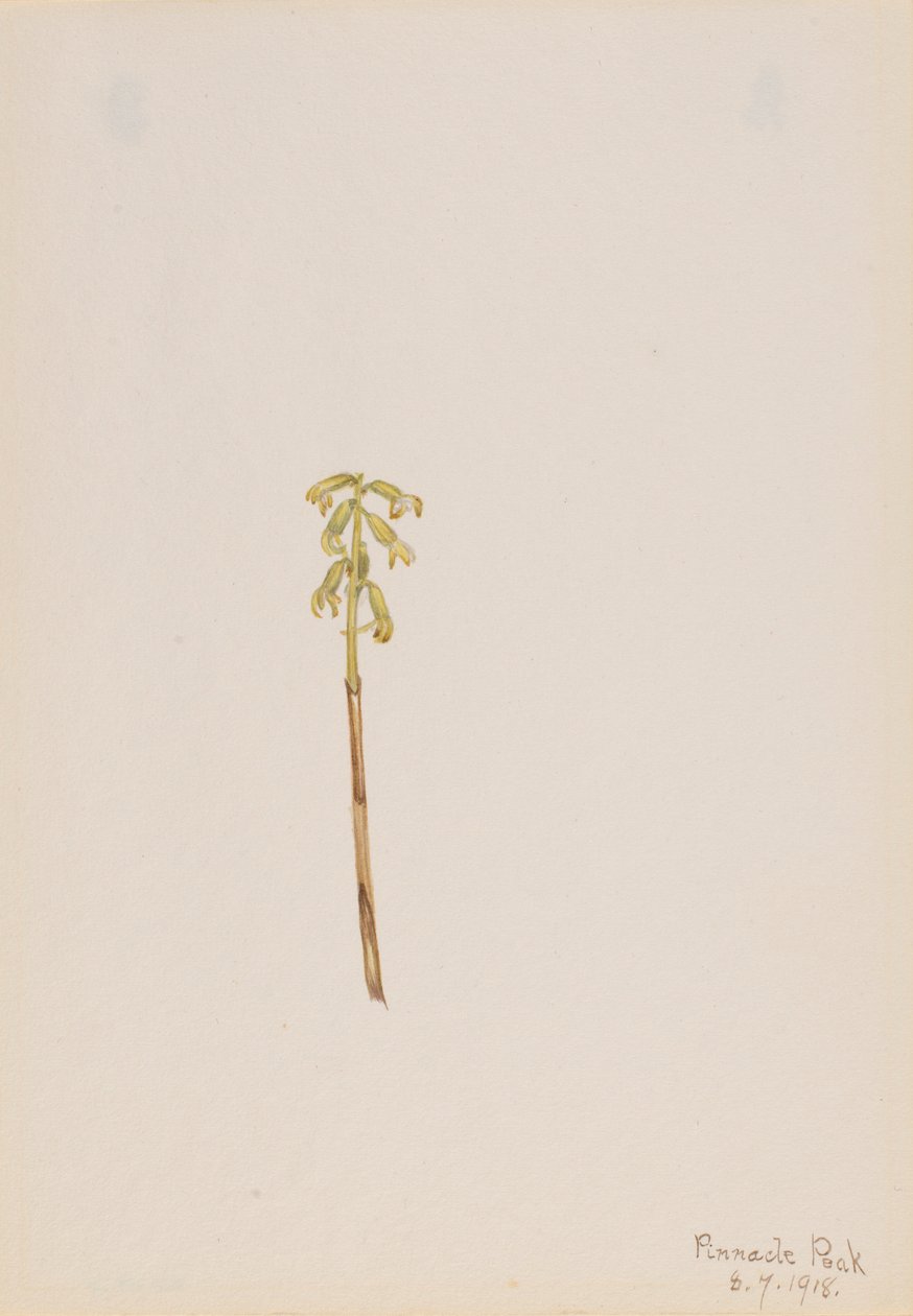  av Mary Vaux Walcott