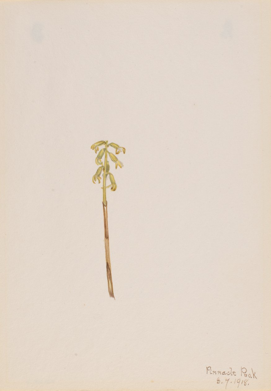 Corathorhiza corallorhiza, 1918. av Mary Vaux Walcott