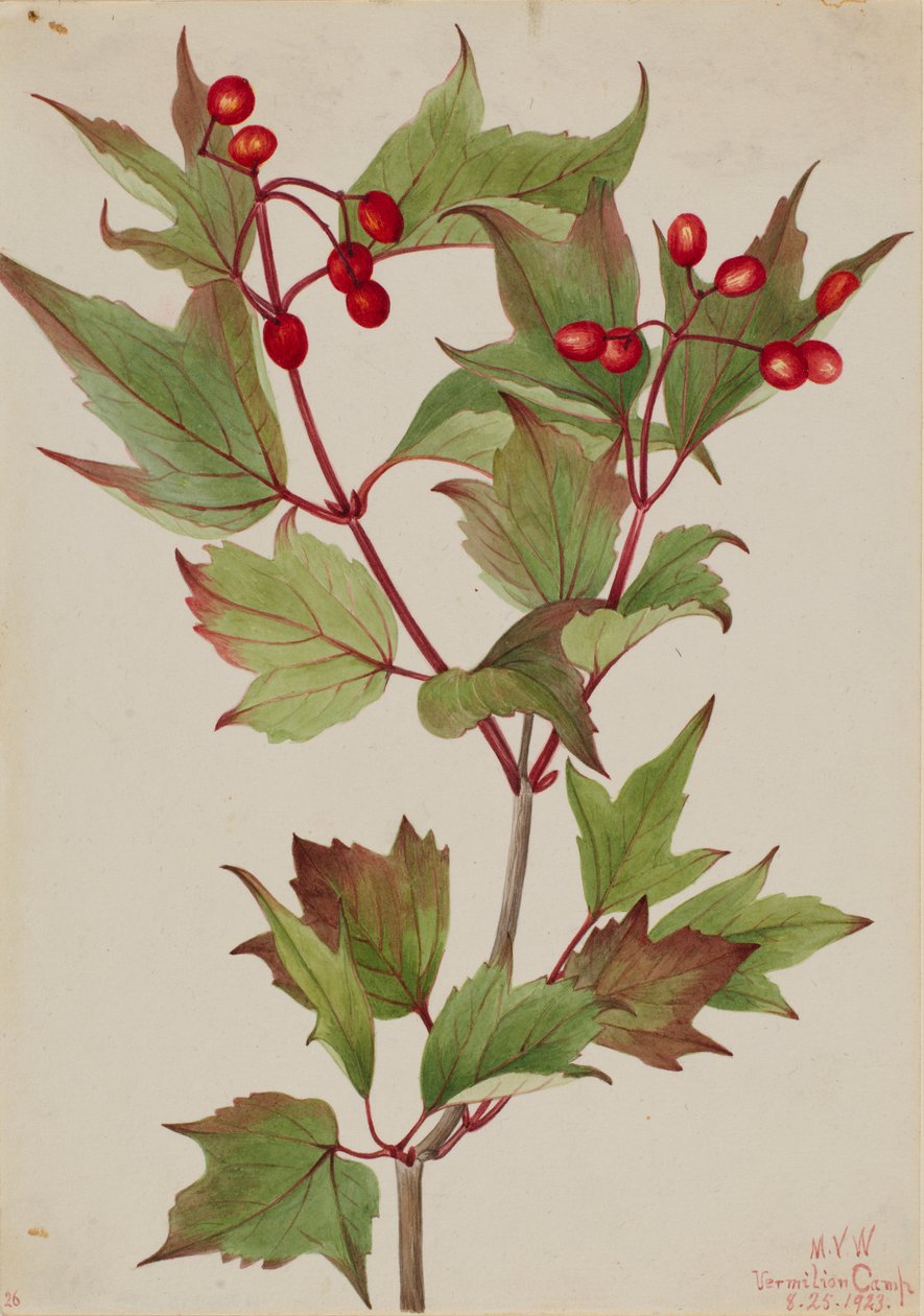 av Mary Vaux Walcott