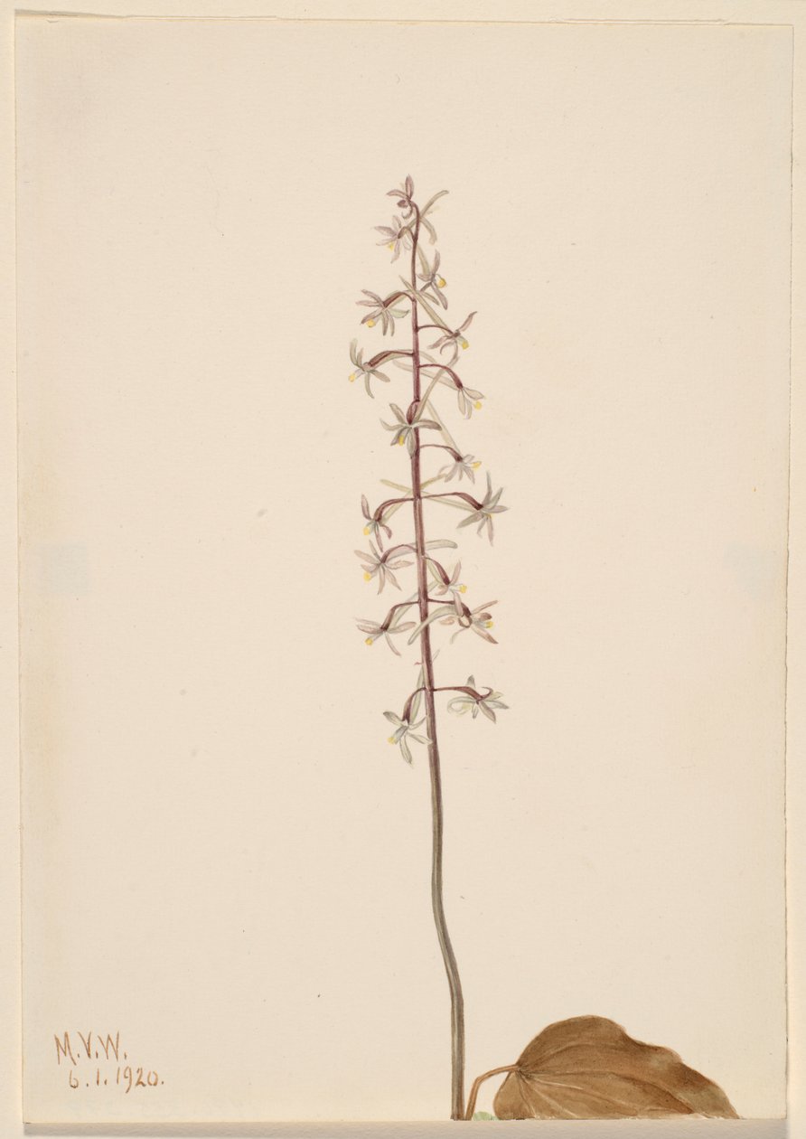  av Mary Vaux Walcott