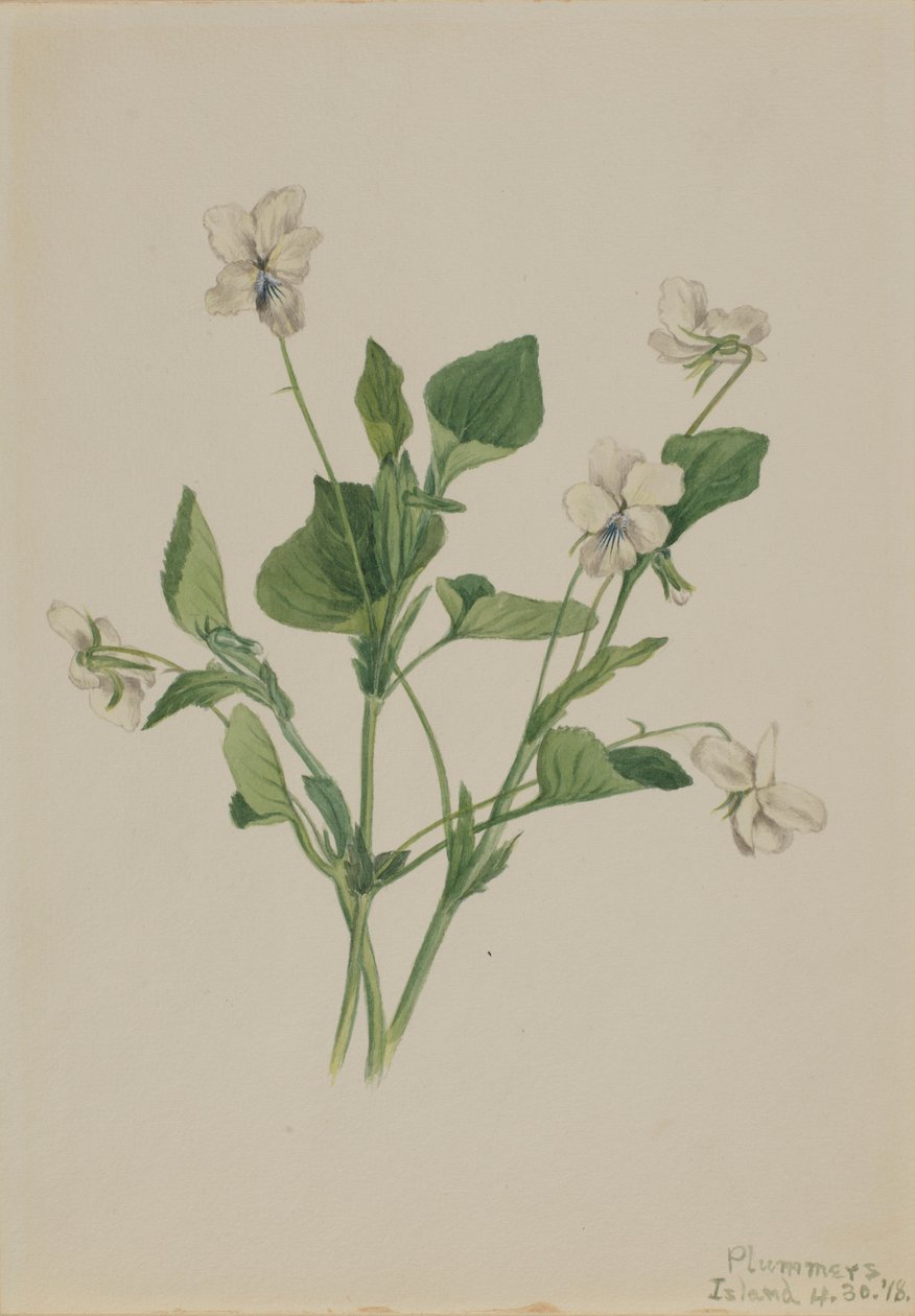  av Mary Vaux Walcott