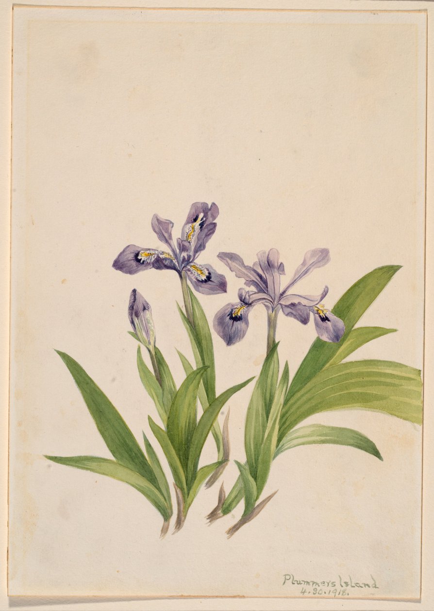  av Mary Vaux Walcott