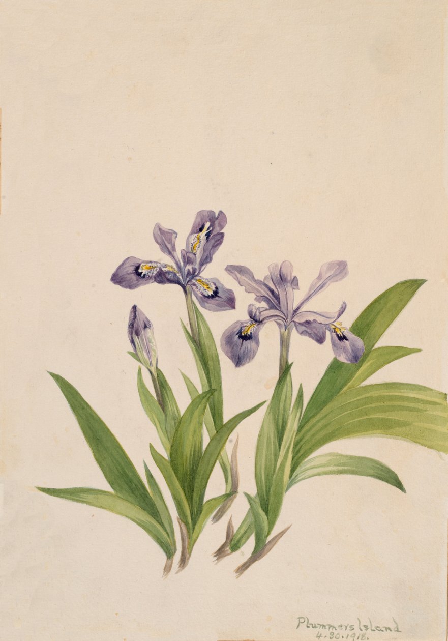 Crested Iris Iris cristata, 1918. av Mary Vaux Walcott