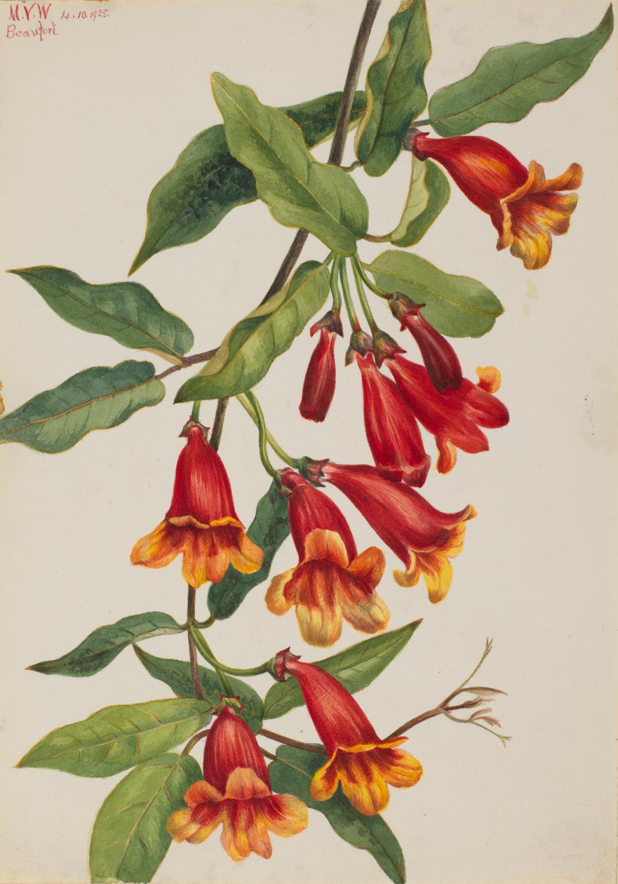  av Mary Vaux Walcott