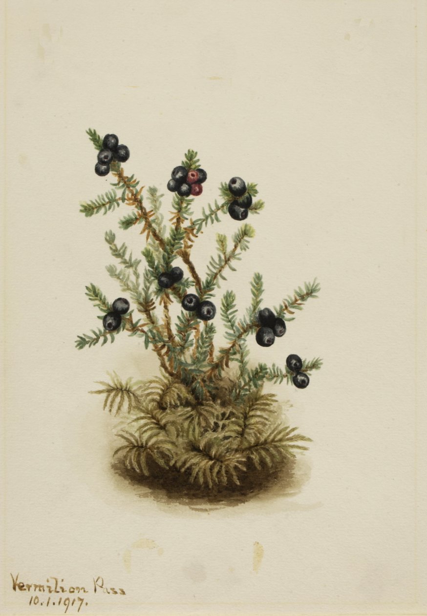 Crowberry Empetrum nigrum, 1917.    1160065   no       norwegian Successfully Translated  Original: Amsterdam, from the Tolhuis Translat: Amsterdam, from the Tolhuis 1288177 no norwegian Successfully Translated Original: Christian IV Translat: Christian IV av Mary Vaux Walcott
