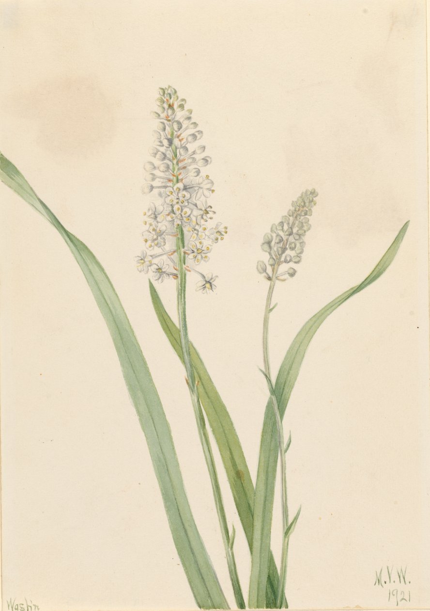  av Mary Vaux Walcott