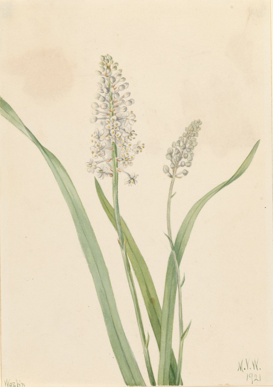 Crowpoison Chrosperma muscaetoxicum, 1921. av Mary Vaux Walcott