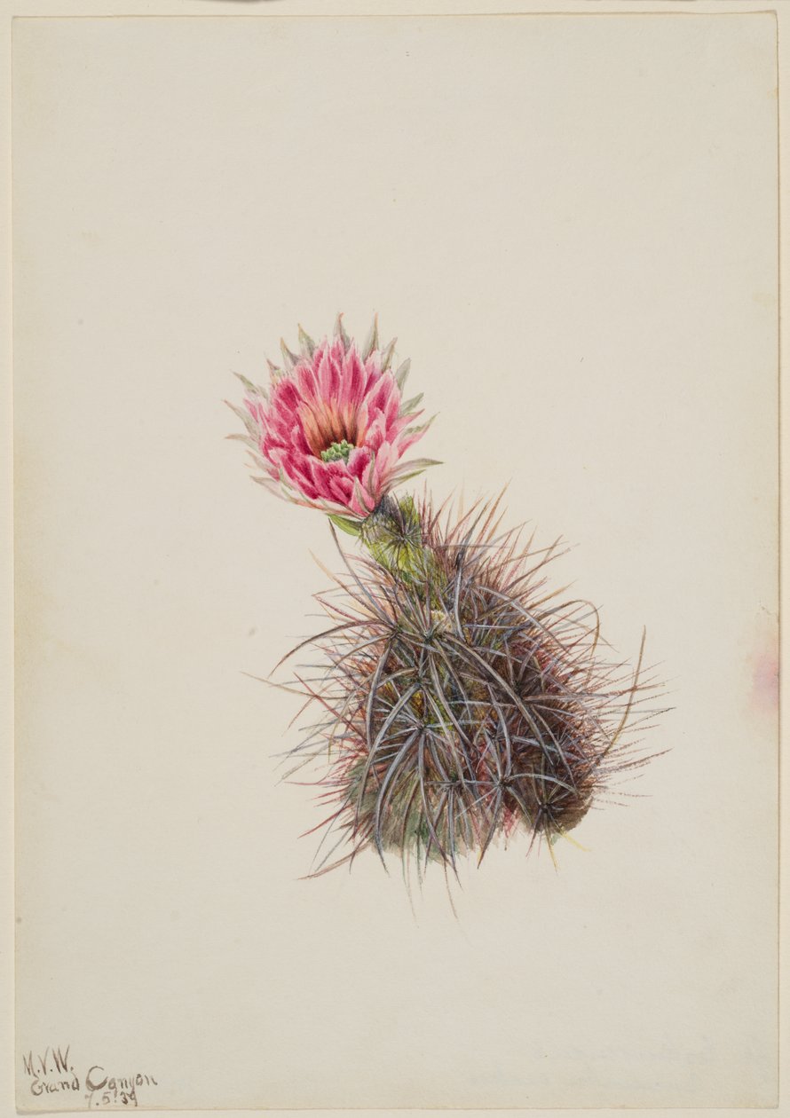 Agurkkaktus, 1939. av Mary Vaux Walcott