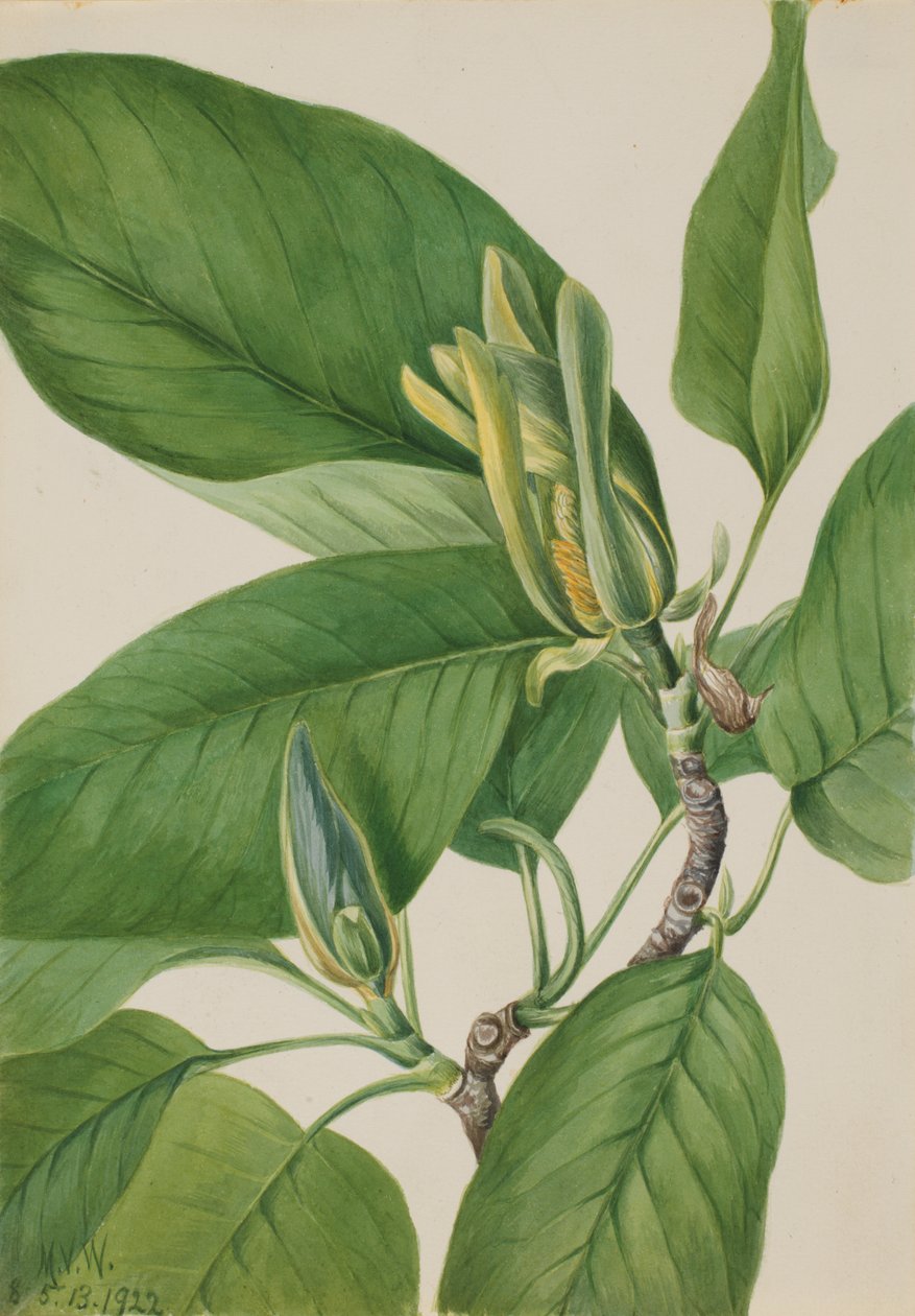 Cucumbertree Magnolia acuminata, 1922 av Mary Vaux Walcott