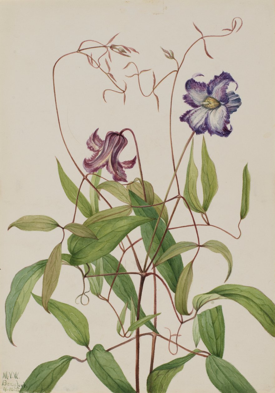  av Mary Vaux Walcott