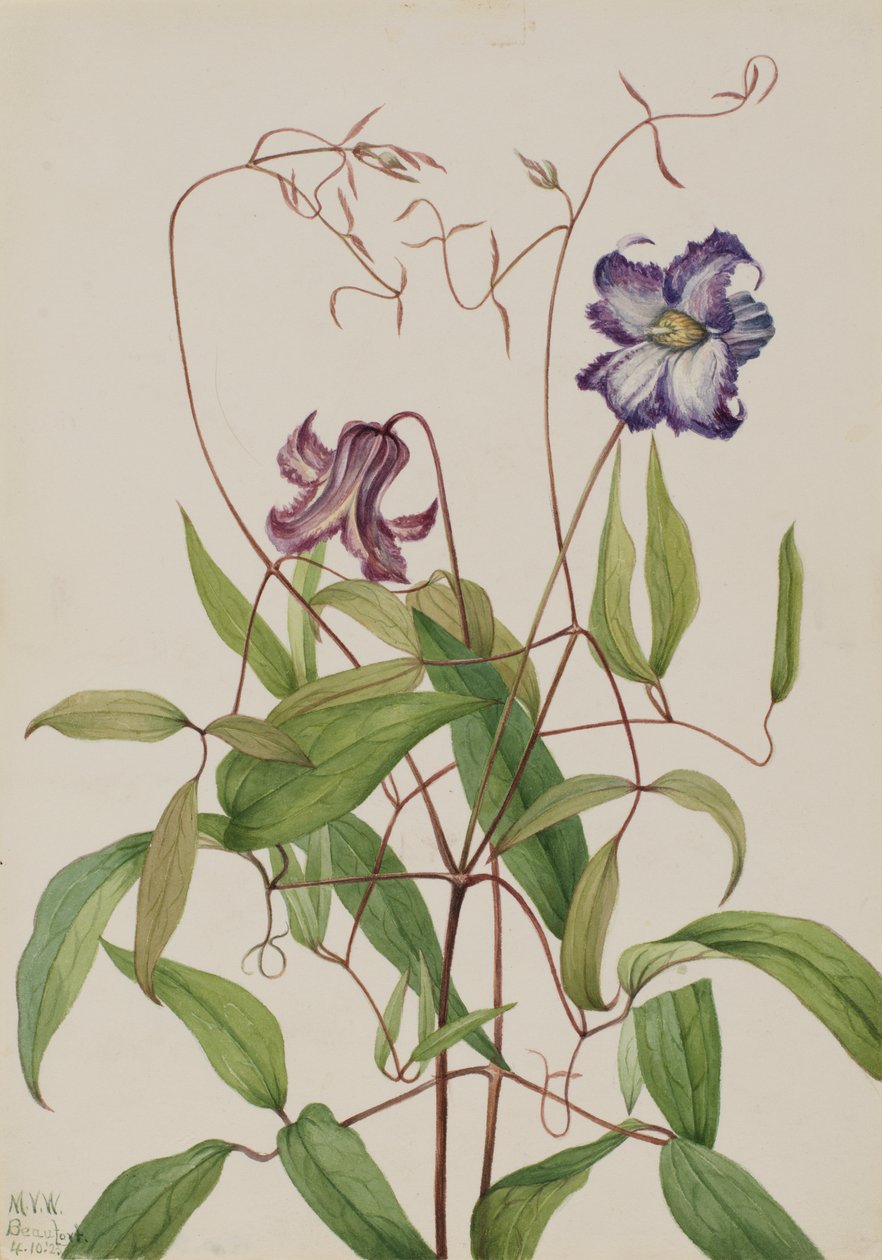 Krøllete Clematis Clematis curla, 1925. av Mary Vaux Walcott