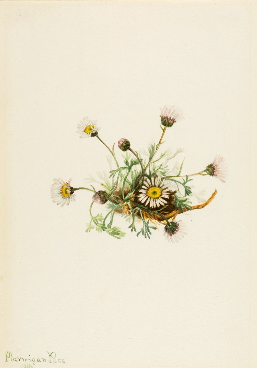  av Mary Vaux Walcott