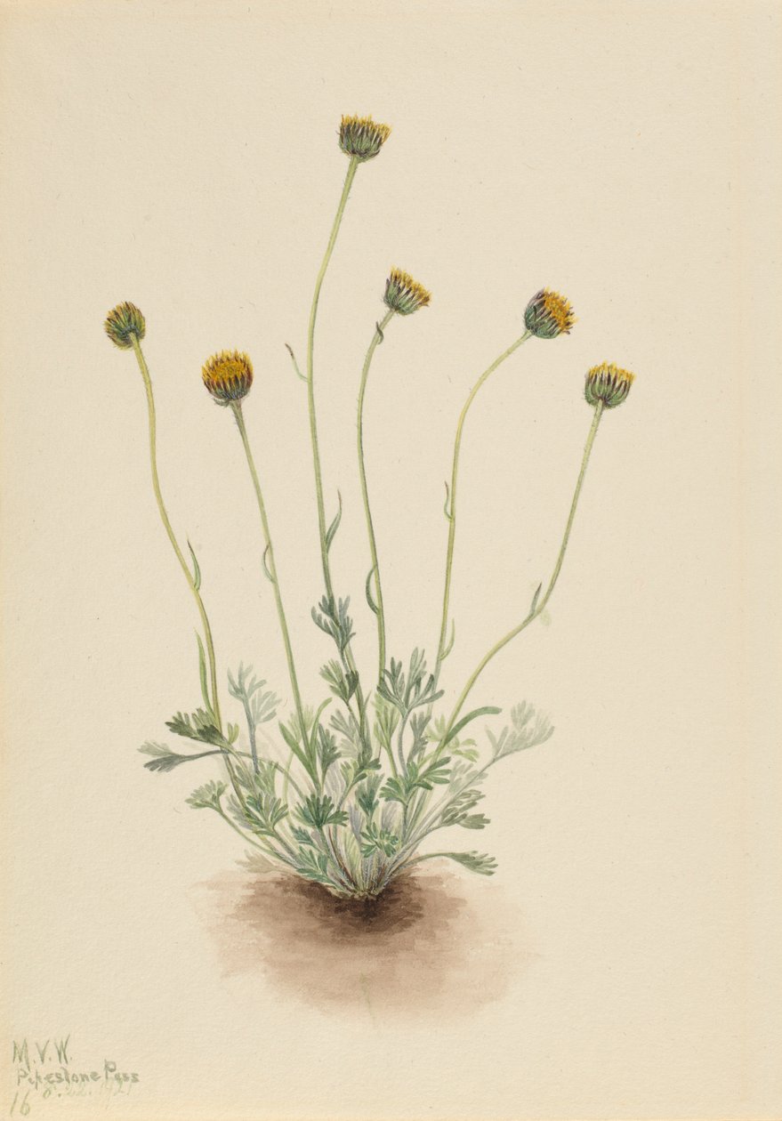  av Mary Vaux Walcott