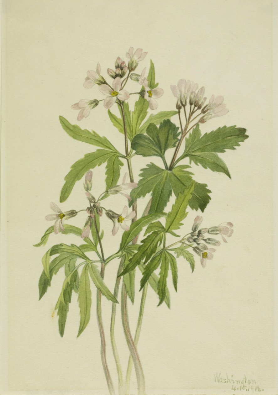  av Mary Vaux Walcott