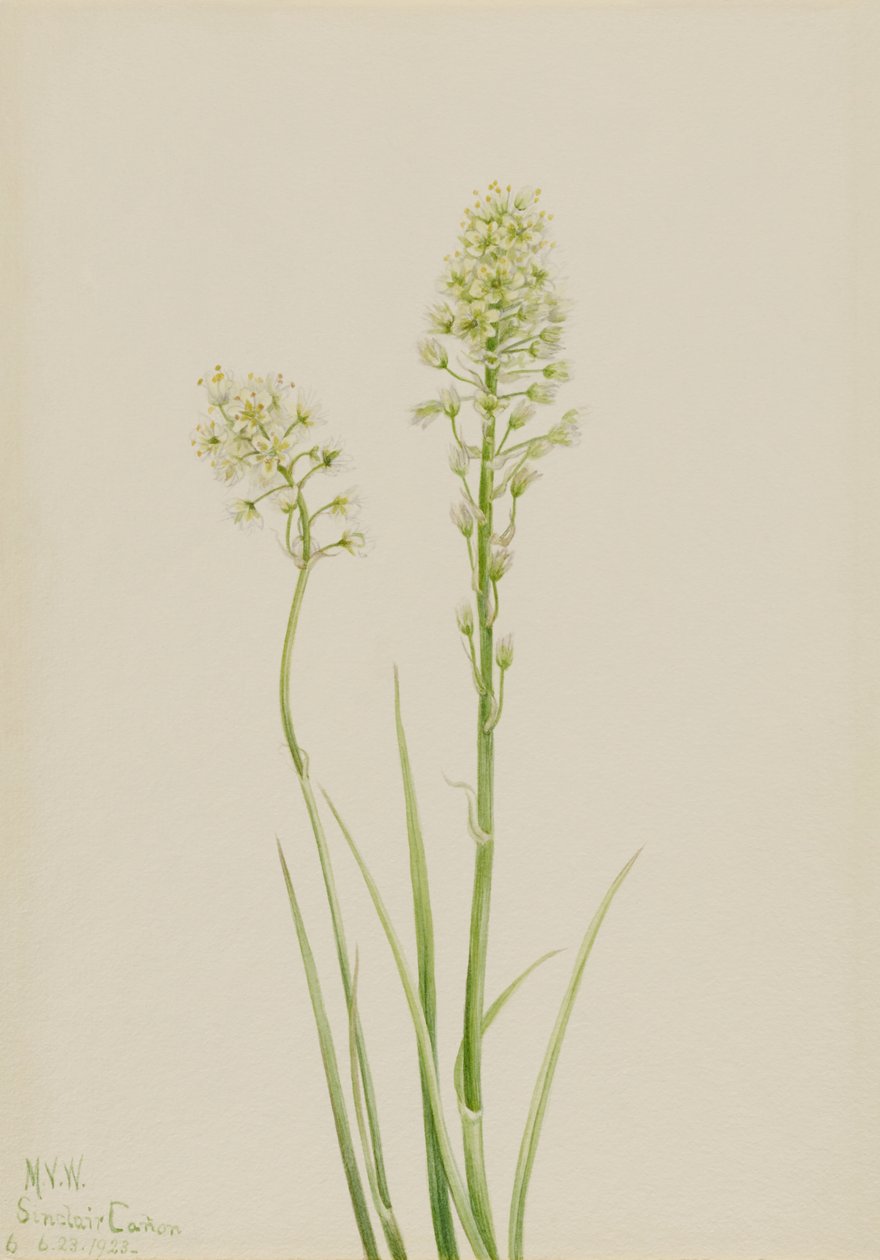  av Mary Vaux Walcott
