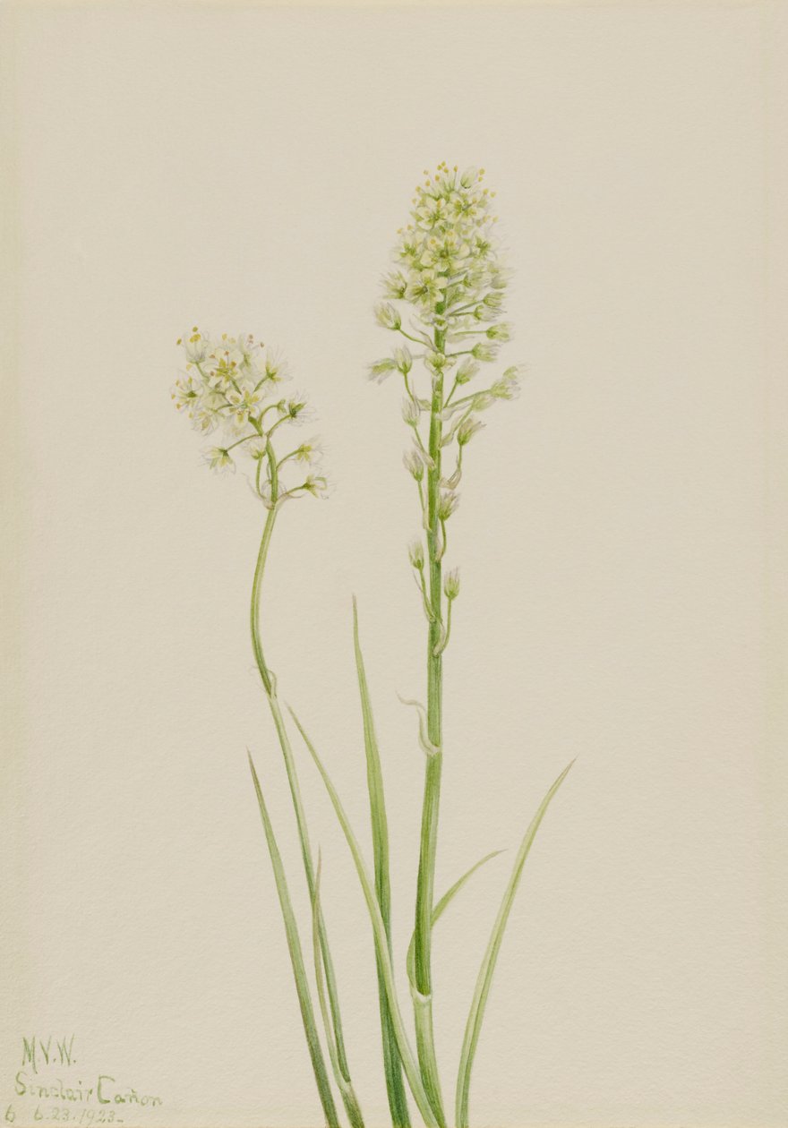 Død Camas Zygadenus venenosus, 1923. av Mary Vaux Walcott