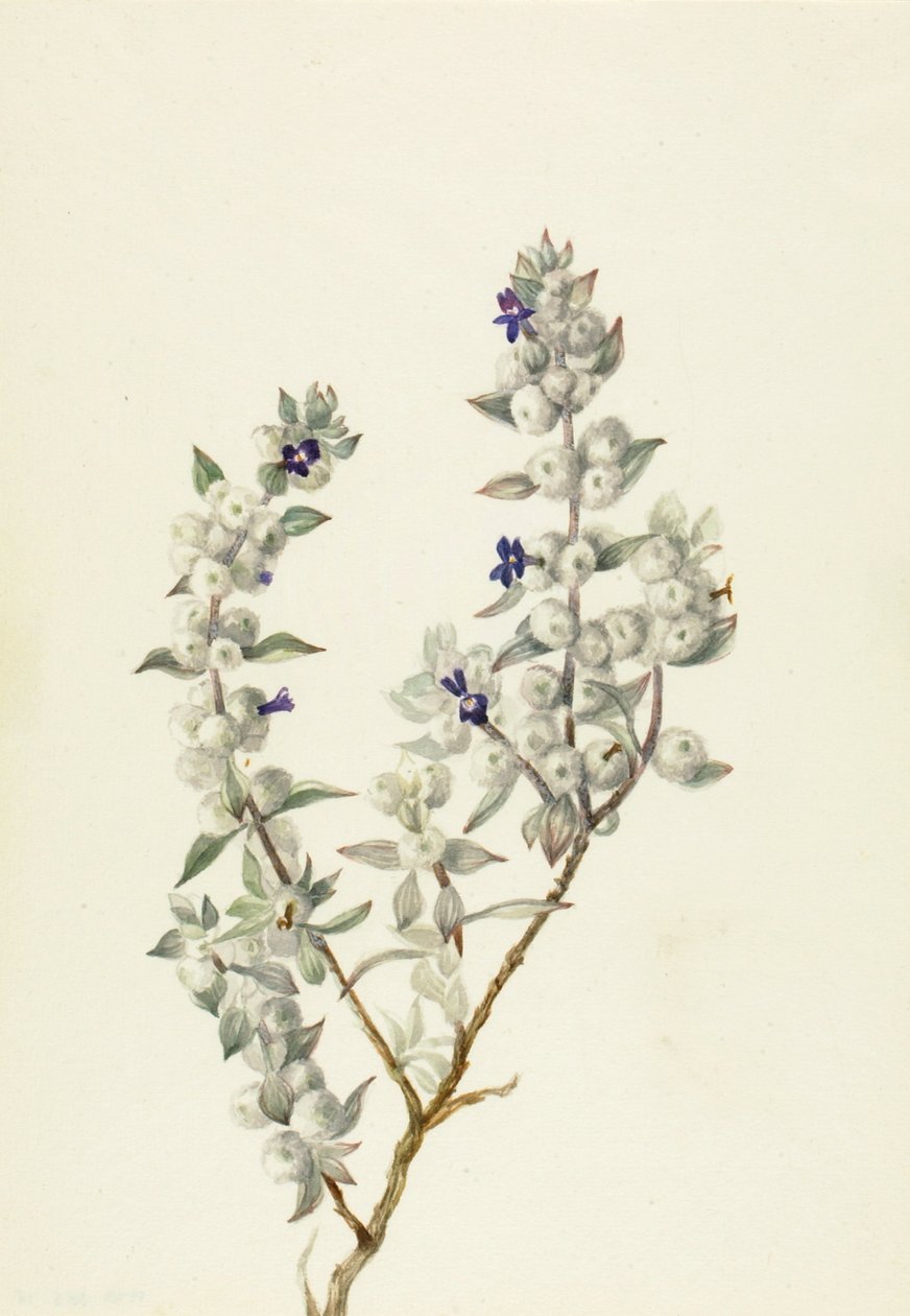 Death Valley Sage Salvia funerea, ca. tidlig på 1930-tallet. av Mary Vaux Walcott
