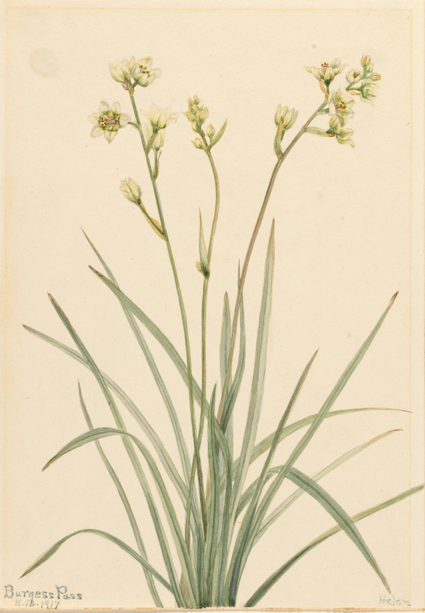  av Mary Vaux Walcott
